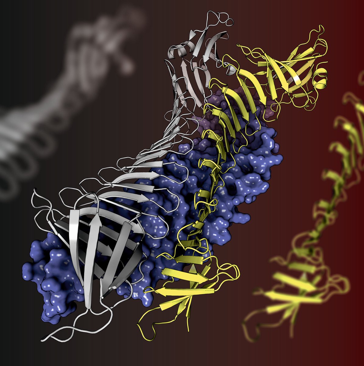 proteinimaging's tweet photo. Here you can see a crystal structure of OspA protein from Borreliella burgdorferi (PDB code: 2FKJ)

Rendering by Francisco J. Enguita (@fenguita) made with #ProteinImager

#SciArt #molecularart #borreliella #ospa #surface #pathogenesis #xray https://t.co/CEMTkQKJpB