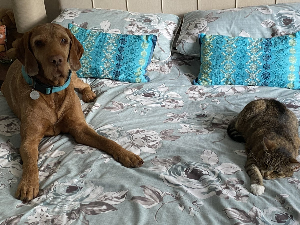 charcathcole's tweet photo. my gay dog and homophobic cat https://t.co/zNvEb19RrG