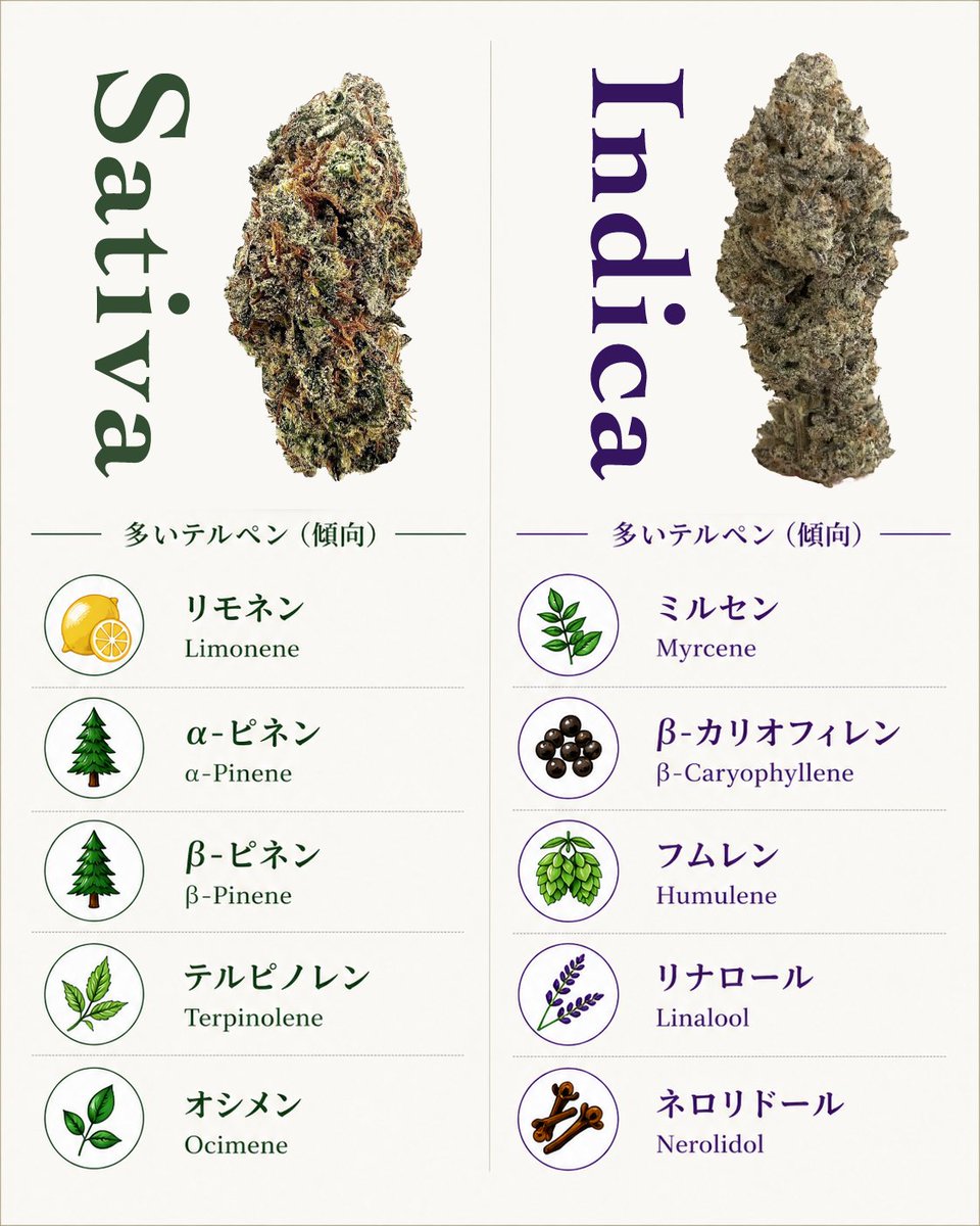 VapemaniaTH's tweet photo. 新鮮な大麻はなぜヘッドハイが強い？🌿

理由の一つはモノテルペンです。

モノテルペンは飛びやすい香り成分で、時間が経つほど減っていきます。

✔️リモネン
✔️ピネン
✔️テルピノレン

これらは脳の覚醒や集中に関わる神経系へ影響が研究されています。
「頭に抜ける」「クリア」といった体感につながると考えられています。

フレッシュなサティバにしかないクリアな体感は、次回8月頭に楽しめます。