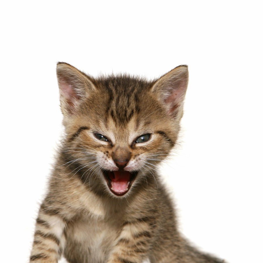 LucaApes_'s tweet photo. @vladtenev @eringriffith Did you know the most known cat in finance is named Tygr? 

Someone found the name by backsearching roaring kittys pfp for 2-3 weeks lol https://t.co/9yj05M1LQN