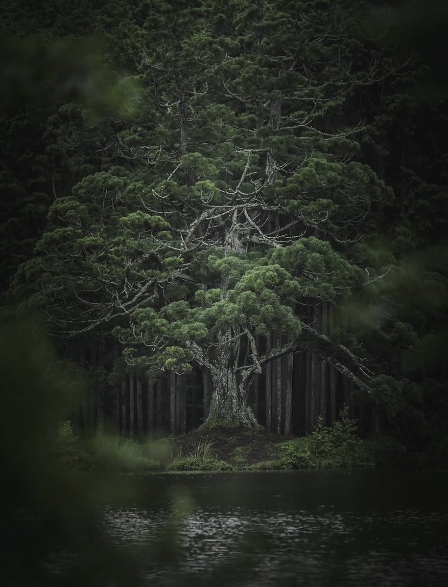 voshans's tweet photo. Even een boom opzetten…

(Foto Naoya Photography)

#Omihachiman #Shiga #Japan 

#fotografie #photography 
#travel #travelphotography 
#landscape #landscapephotography
#natuur #nature #naturephotography 
#bos #forest #groen #green #meer #lake https://t.co/z7s3u0PNtH