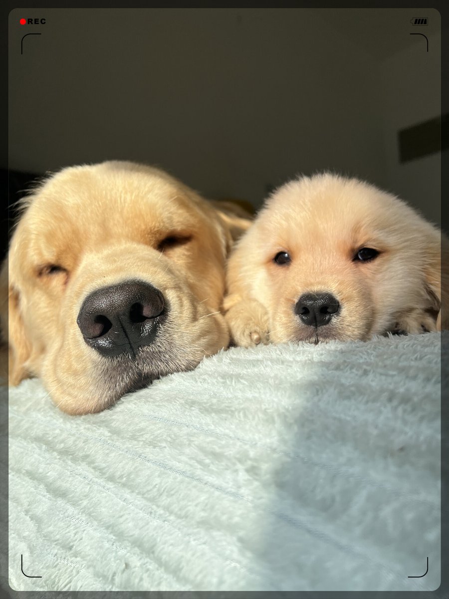 Maria67684506's tweet photo. Every pup deserves a warm snuggle after a long day https://t.co/we22zN0IXa