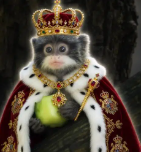 HighTierTrader's tweet photo. This cute Emperor Tamarin has been going viral with over 5M views on X the last 24 hours

Emperor Tamarin went viral for being smol and cute with his little white iconic moustache

https://t.co/Dw9nsow2p2

Emperor Tamarin will 100% keep going more viral throughout the day!

https://t.co/YQJN9eh8VU