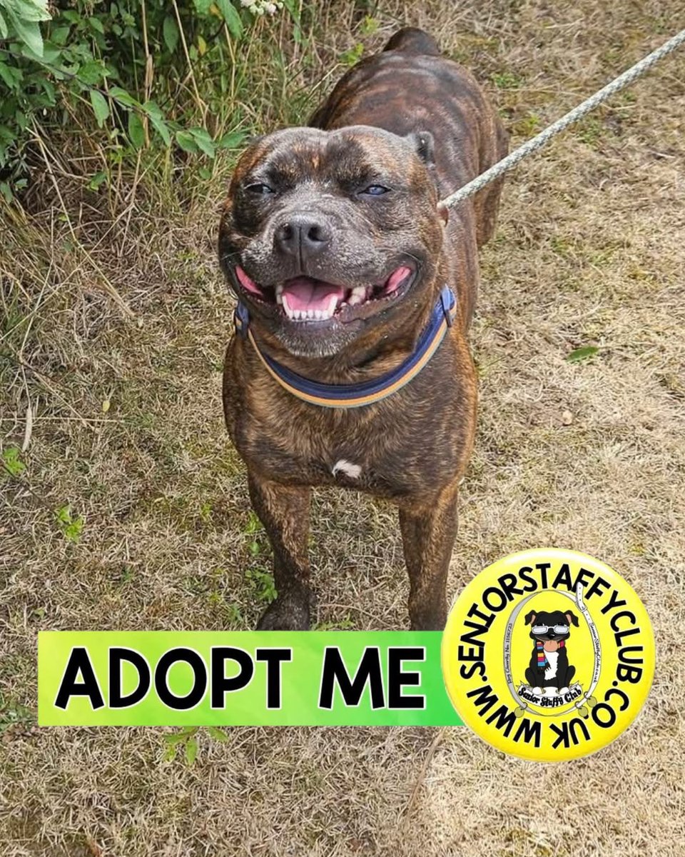 SeniorStaffy's tweet photo. Good morning, Staffy lovers! We’re now accepting adoption applications for Hank!
He's 5,a playful,friendly boy once he gets to know &amp; trust you.
Walks are a bit frightening for Hank,so a quiet, rural home with a secure garden would be perfect! More info 👇
https://t.co/ohVfw2UqJD https://t.co/JjWhtbuQu2