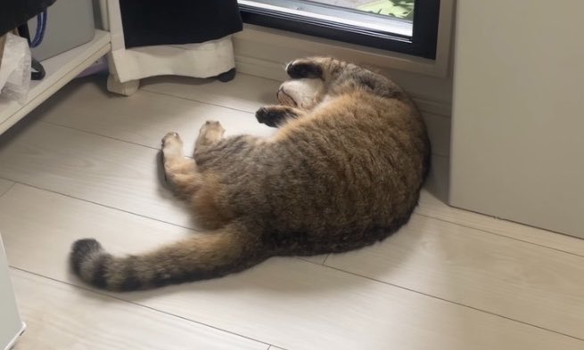 MiniraDiary's tweet photo. ひとりで転がって遊んでるところを見られて気まずい顔w https://t.co/wqPWKAHwYL