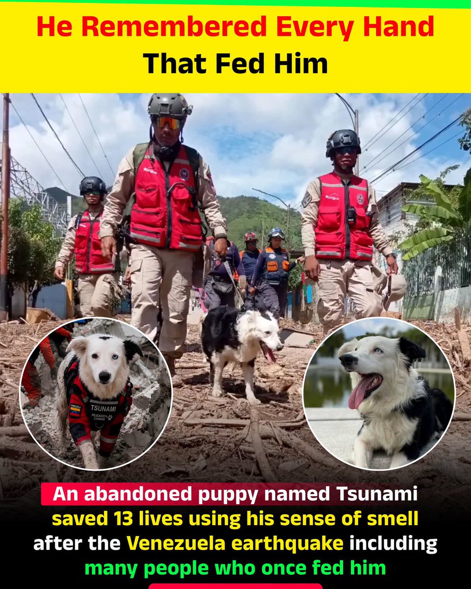 iRichaAwasthi's tweet photo. A Border Collie named Tsunami helped rescuers save 13 lives after the Venezuela earthquake. Abandoned as a puppy, he was later rescued and trained, using his powerful sense of smell to locate survivors. His story has inspired people around the world... https://t.co/sd3rDjWMDi
