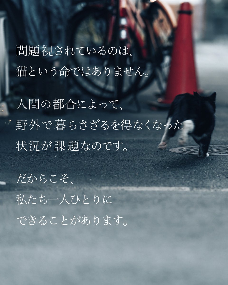 CWelcare's tweet photo. 猫が、「防除推進外来種」？

「猫が防除推進外来種に指定された」という報道を見て、
不安になった方もいらっしゃるかもしれません。

私たちから、皆さんへお願いがあります。
「防除推進外来種に指定されたから」といって、
地域猫や飼い猫に危害を加えたり、
無断で捕獲したりすることは、絶対にやめてください。

問題視されているのは、猫という命ではありません。

人間の都合によって、
野外で暮らさざるを得なくなった状況が課題なのです。
だからこそ、私たち一人ひとりにできることがあります。

🐾 猫を捨てない。
🐾 飼い猫は室内で飼育する。
🐾 不妊・去勢手術を行う。
🐾 保護猫を家族として迎える選択肢を考える。

本当に必要なのは、命を傷つけることではなく、
これ以上不幸な猫を増やさないことです。

猫を守ることと、野生動物を守ることは、
本来対立するものではありません。
どちらの命も守れる社会を目指すために、
正しい情報に基づいた冷静な行動をお願いいたします。

私たちは、
「ねこのしあわせのために ひとのしあわせのために」
を理念に掲げています。

「猫と人が安心して共に生きられる社会」を目指し、
これからも活動を続けていきます。
どうか、一緒に考えていただけたら幸いです。

※この指定によって一般の方が猫を捕獲・駆除できるようになったわけではありません。
地域猫や飼い猫に危害を加えたり、
無断で捕獲することは認められていません。

NPO法人 CATS WELCARE

#保護猫
#命を守る
#人と猫の共生
#正しい情報
#防除推進外来種