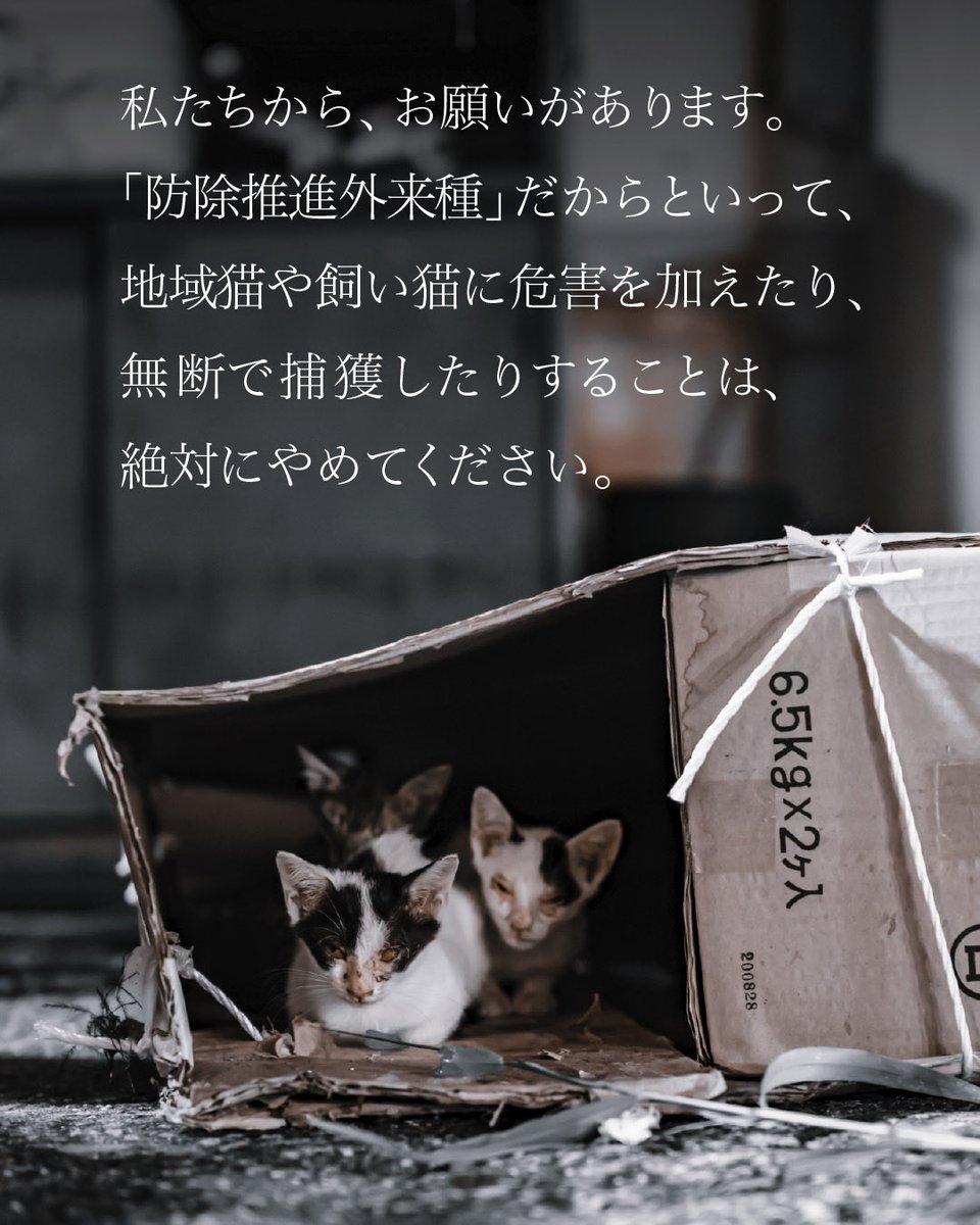 CWelcare's tweet photo. 猫が、「防除推進外来種」？

「猫が防除推進外来種に指定された」という報道を見て、
不安になった方もいらっしゃるかもしれません。

私たちから、皆さんへお願いがあります。
「防除推進外来種に指定されたから」といって、
地域猫や飼い猫に危害を加えたり、
無断で捕獲したりすることは、絶対にやめてください。

問題視されているのは、猫という命ではありません。

人間の都合によって、
野外で暮らさざるを得なくなった状況が課題なのです。
だからこそ、私たち一人ひとりにできることがあります。

🐾 猫を捨てない。
🐾 飼い猫は室内で飼育する。
🐾 不妊・去勢手術を行う。
🐾 保護猫を家族として迎える選択肢を考える。

本当に必要なのは、命を傷つけることではなく、
これ以上不幸な猫を増やさないことです。

猫を守ることと、野生動物を守ることは、
本来対立するものではありません。
どちらの命も守れる社会を目指すために、
正しい情報に基づいた冷静な行動をお願いいたします。

私たちは、
「ねこのしあわせのために ひとのしあわせのために」
を理念に掲げています。

「猫と人が安心して共に生きられる社会」を目指し、
これからも活動を続けていきます。
どうか、一緒に考えていただけたら幸いです。

※この指定によって一般の方が猫を捕獲・駆除できるようになったわけではありません。
地域猫や飼い猫に危害を加えたり、
無断で捕獲することは認められていません。

NPO法人 CATS WELCARE

#保護猫
#命を守る
#人と猫の共生
#正しい情報
#防除推進外来種