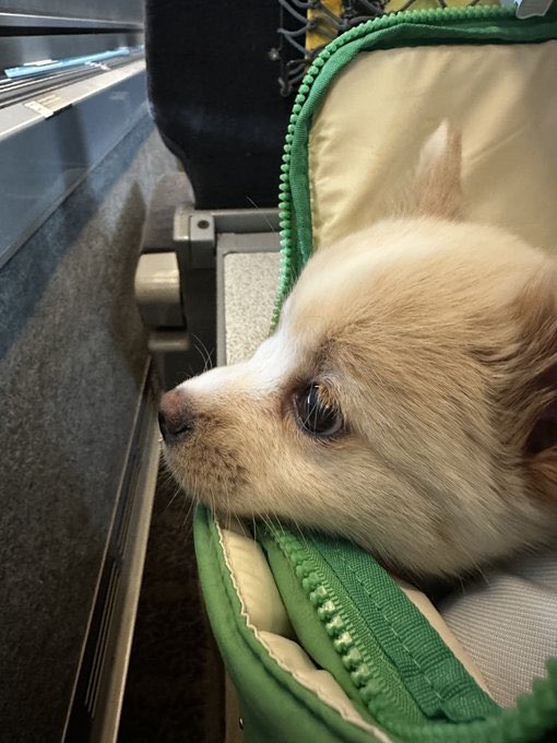 Zghire_'s tweet photo. @blknoiz06 We onboarded $Moka owner

She’s our community lead right now a normie that found crypto by us tokenizing her dog.

4M views in 24 hours.

We looking good here.

Boooi4Twh5wQVDDwXzPnrPxcbqVgqttdY9BRgdw5pump https://t.co/luVQd7jKF5