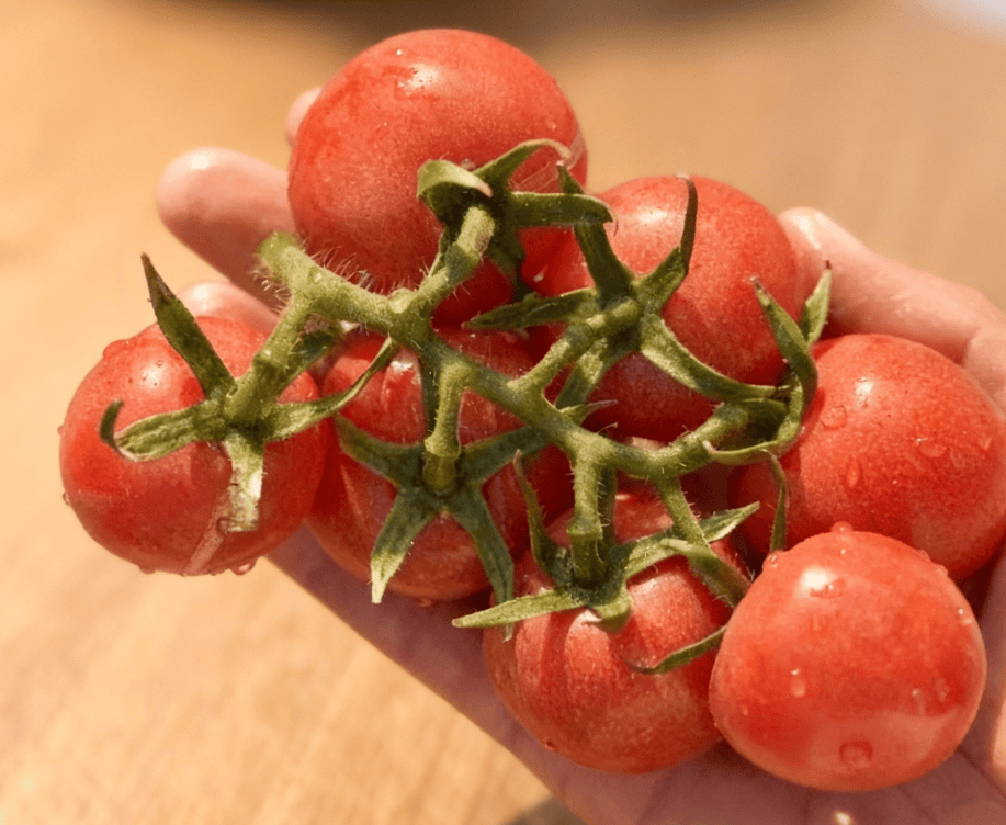 AngelineMo4cn's tweet photo. Just tried the new organic cherry tomatoes from the local farm—burst with sweet juice, no weird aftertaste, perfect for my weekend salad! , https://t.co/AvsXxiXxXa