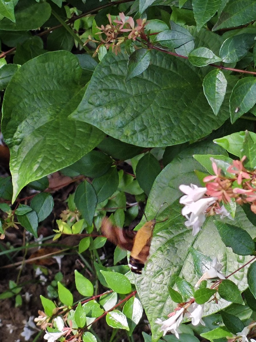 naplasmaner's tweet photo. Look what I captured—is this a hummingbird, or a moth that looks like one? https://t.co/4yBJy2KB8Q