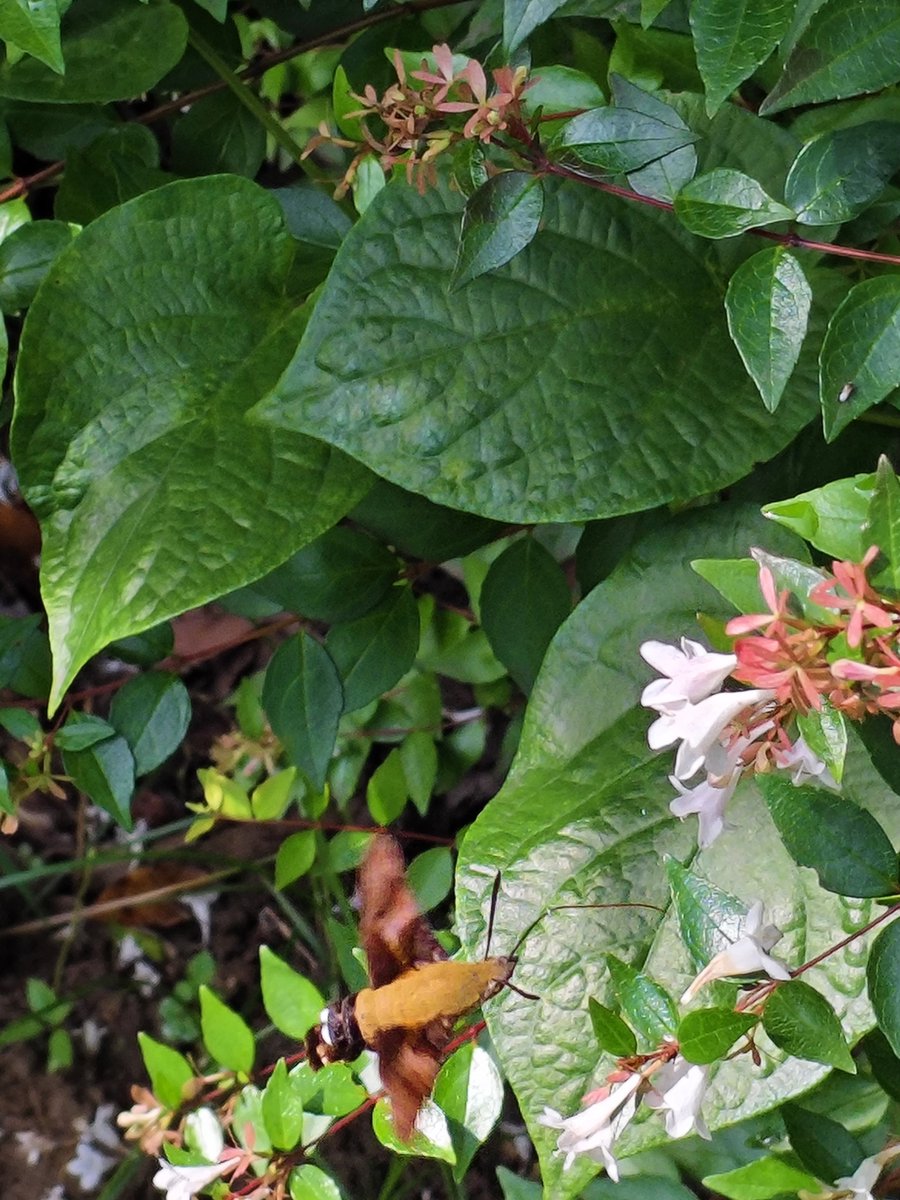 naplasmaner's tweet photo. Look what I captured—is this a hummingbird, or a moth that looks like one? https://t.co/4yBJy2KB8Q