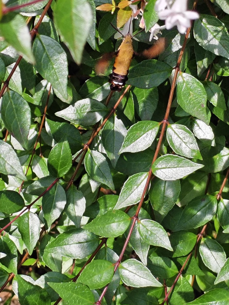 naplasmaner's tweet photo. Look what I captured—is this a hummingbird, or a moth that looks like one? https://t.co/4yBJy2KB8Q