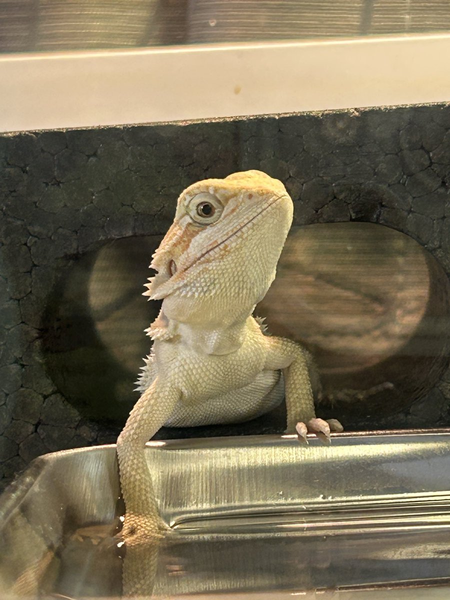 REikaMIyan's tweet photo. 今月のNEWネイル💅★*
反対の手はオレンジで激カワ🍊
ろろちゃん2ヶ月になりました😊
フトアゴの成長早すぎる🥺
ピクが出てきて可愛いねぇ🥰
#レオパードゲッコー
#フトアゴヒゲトカゲ
#爬虫類好きと繋がりたい https://t.co/WZtMJpEI76