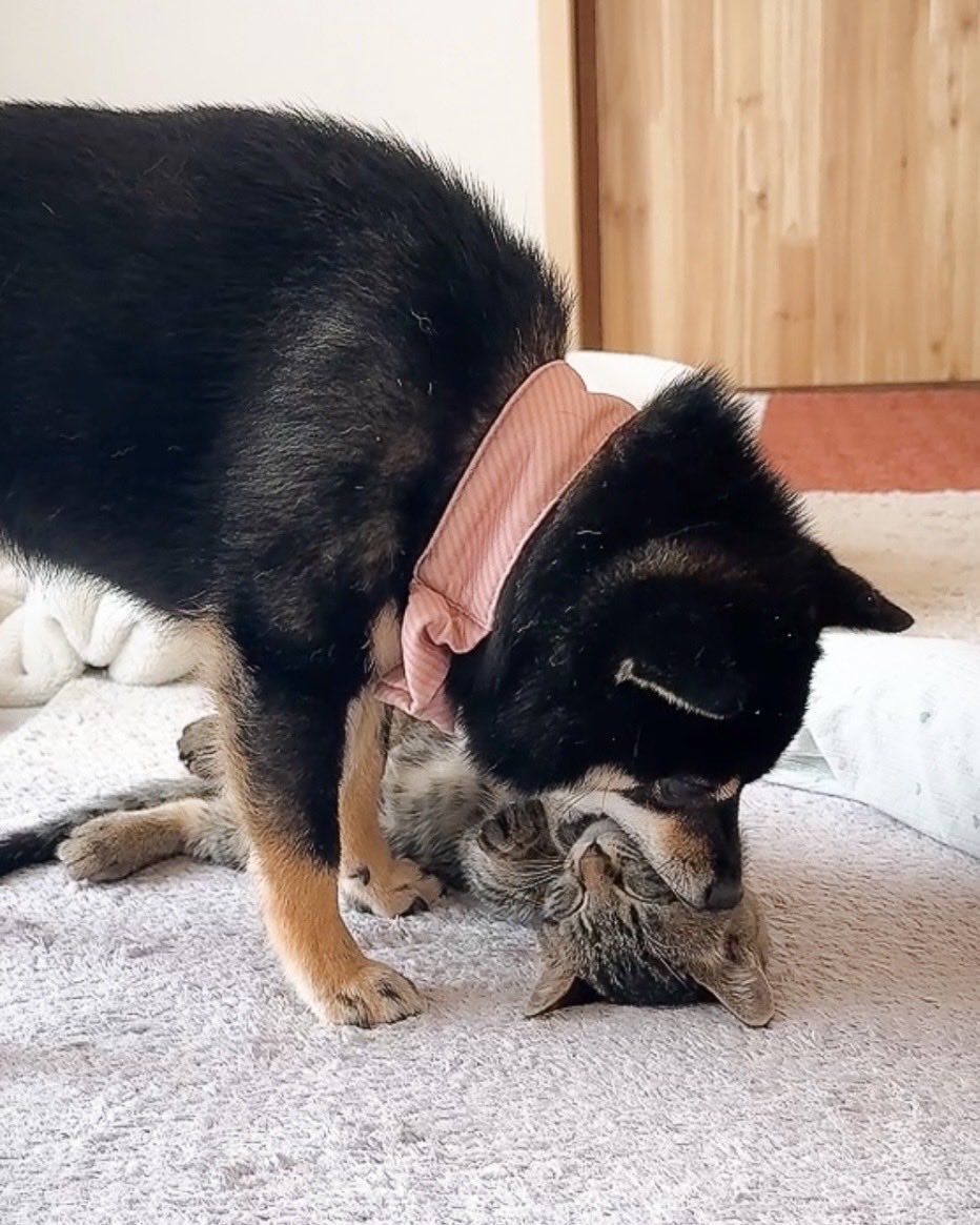 nekokijiz's tweet photo. 好きすぎて、ぱくっ https://t.co/WP8dXhlbJ2
