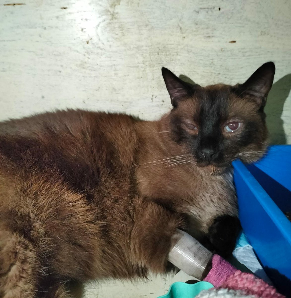 Alechiiiss's tweet photo. Hola, nunca pensé que tendría que hacer una publicación como esta, pero necesito pedir ayuda para mi gato.

Desde hace unos días comenzó a sentirse muy mal y ha necesitado atención veterinaria, estudios, medicamentos e incluso hospitalización. 1/2 https://t.co/1TAKKXRPSC