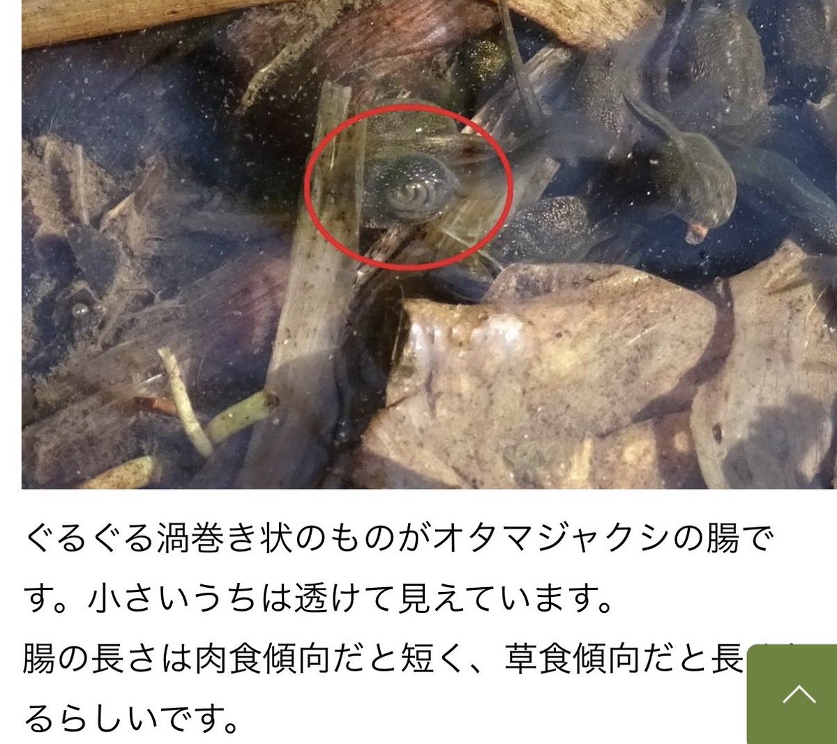 yukodazo1's tweet photo. 近所の池でウシガエルのおたまじゃくしが泳ぐ季節になって、水面に上がって来たら時々お腹の腸がぐるぐる渦巻いてるのが見えます🌀
（撮影はできなかった）
星の子思い出しました！

https://t.co/8MkZQo1pst https://t.co/bUtBOjCNLA
