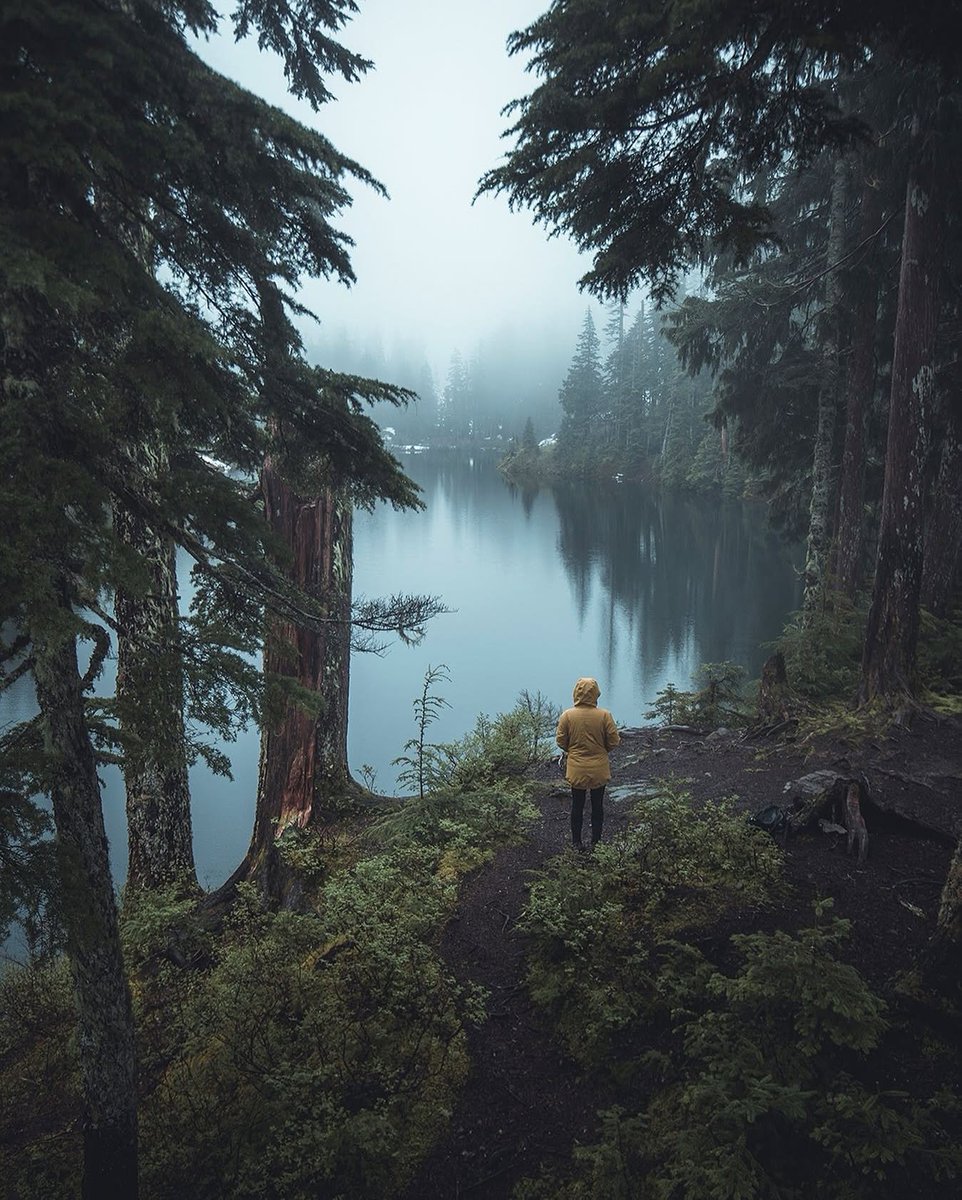 visualsofearth1's tweet photo. Moody mornings in the PNW https://t.co/xCKCPV8wJa