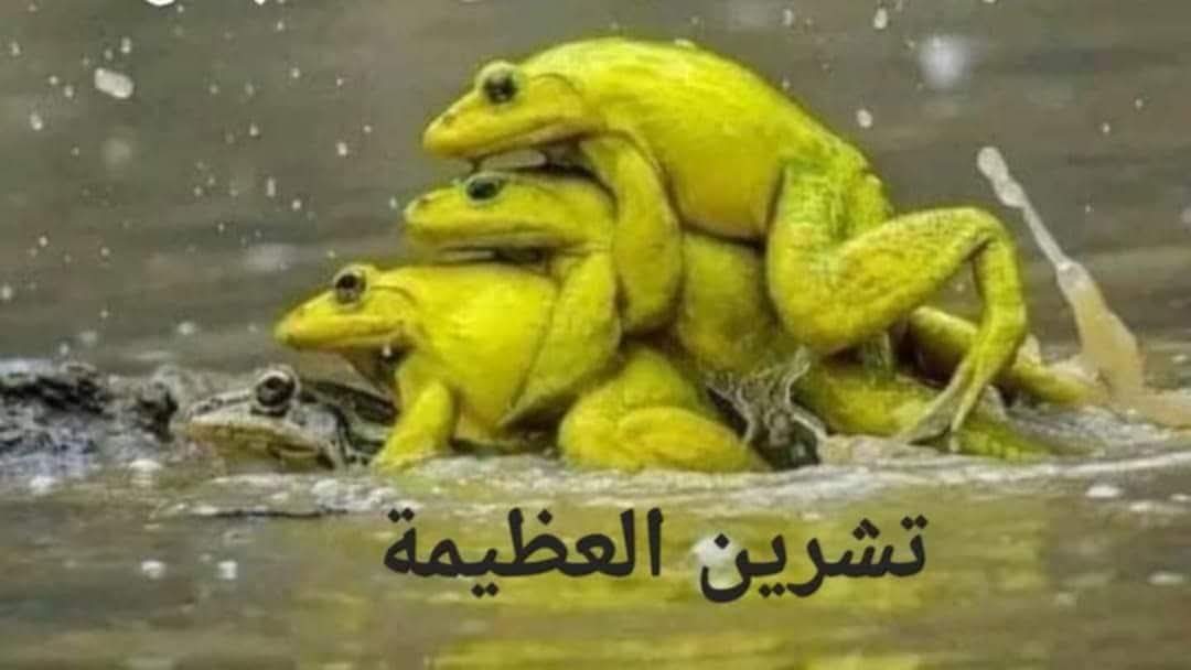 Hashd313SIST's tweet photo. @alkhafajiy52984 @Ali274401Ali @engsura96 @samershaker919 https://t.co/R7rSqHK26s