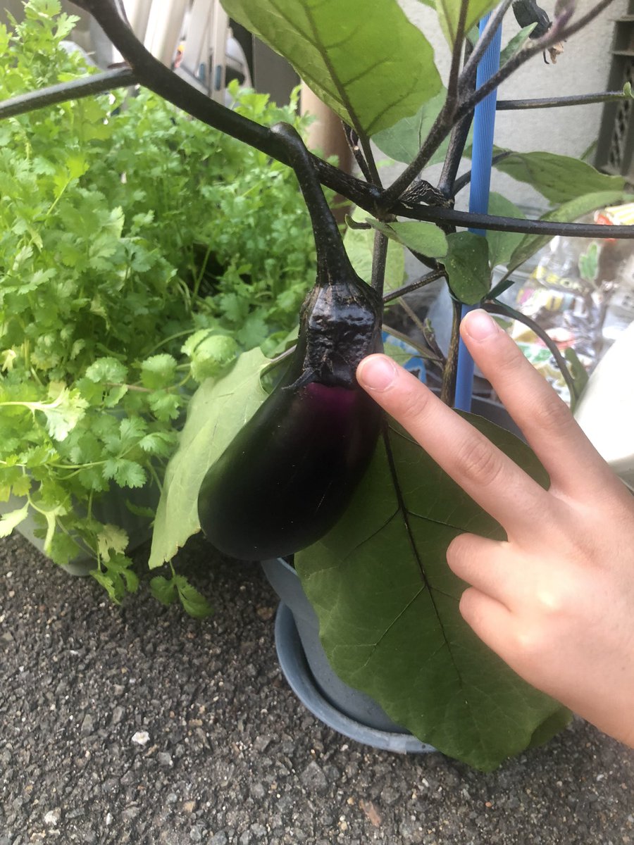 8歳さん改め9歳さんのナスビ、また大きくなった✨🍆