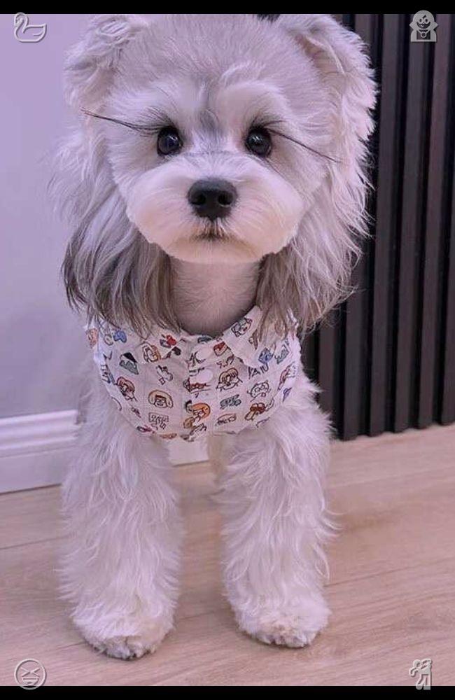 azumochi7's tweet photo. “They’ll love it,” she remarked. “Luna has been napping on your regular couch, waiting for your arrival. Oliver has been running about, searching for a playmate. As for Leo… Leo is just being himself, sleeping on the shelf above the counter.”🐏Stylish white patterned socks https://t.co/3ukFMoWTzK