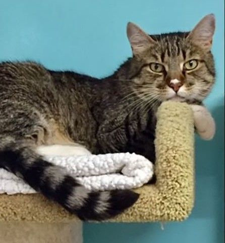 sachikoko's tweet photo. 👉🏽SENIOR ALERT🙏🏽PLZ SHARE
💝Shy, Handsome 14YO #Senior Brown #Tabby &amp; White Kitty GRETZKY💝
📢Needs A Quiet, Cat Savvy #FureverHome🏡
▶https://t.co/L3Ezkxse7t
🙏🏽#AdoptASeniorCat #AdoptDontShop
#SealBeach, #CA #OrangeCo #SoCal
✅Cats @SealBeachAnimal #ForgottenSoulsHour #US #Cats https://t.co/UixKuWtCRZ