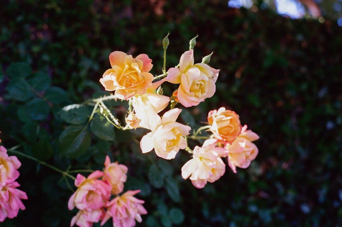 dishk15's tweet photo. film https://t.co/6HtExuQvf1