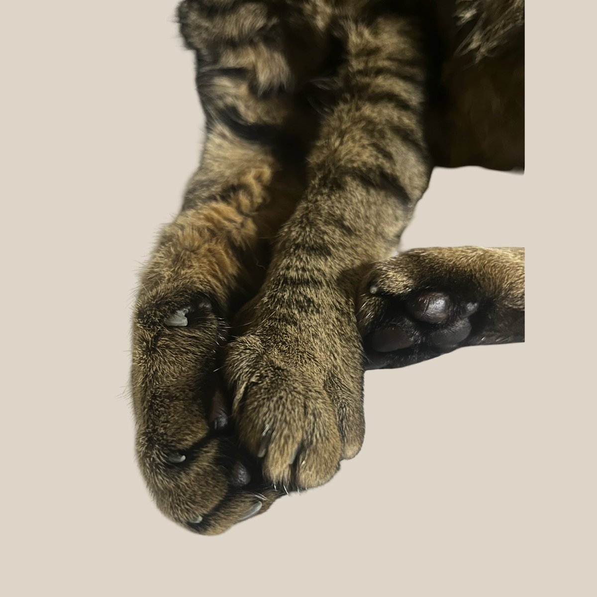 ___hou's tweet photo. 愛猫のお手公開します( ˙꒳​˙)←見せたいだけ https://t.co/5tppme3rF5
