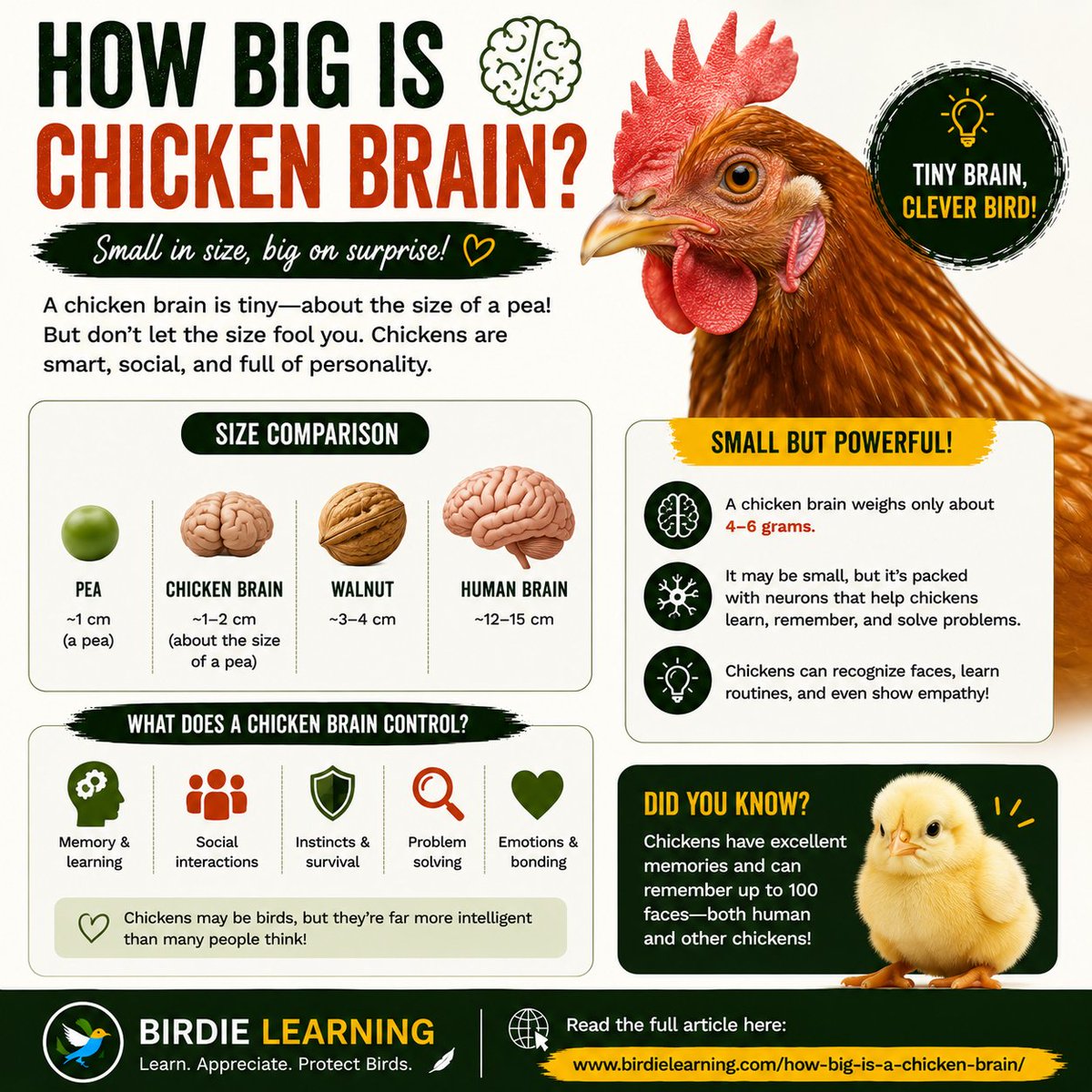 birdielearning's tweet photo. 🐔🧠 Think chickens have "bird brains"?

Their brains may be tiny, but chickens can:
✅ Recognize faces
✅ Solve simple problems
✅ Learn from experience

They're smarter than you think!
Read more:
https://t.co/i5Ylu4IV8U

#ChickenFacts #BirdFacts #BackyardChickens #Poultry https://t.co/PJPZo5PG1M