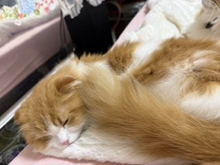 HigherPot's tweet photo. 雨上がりのお台場です。
最近、政宗君と来夢君はママの隣を奪い合っています。
先に寝たお兄ちゃんが満足するまで後ろで待っている政宗君。
お兄ちゃんがいなくなった後は、ママの腕枕でお休みです。
＃SE募集中　＃拡散希望　＃保護猫　＃猫カフェ　＃猫好き https://t.co/JMWqWdj5Ys