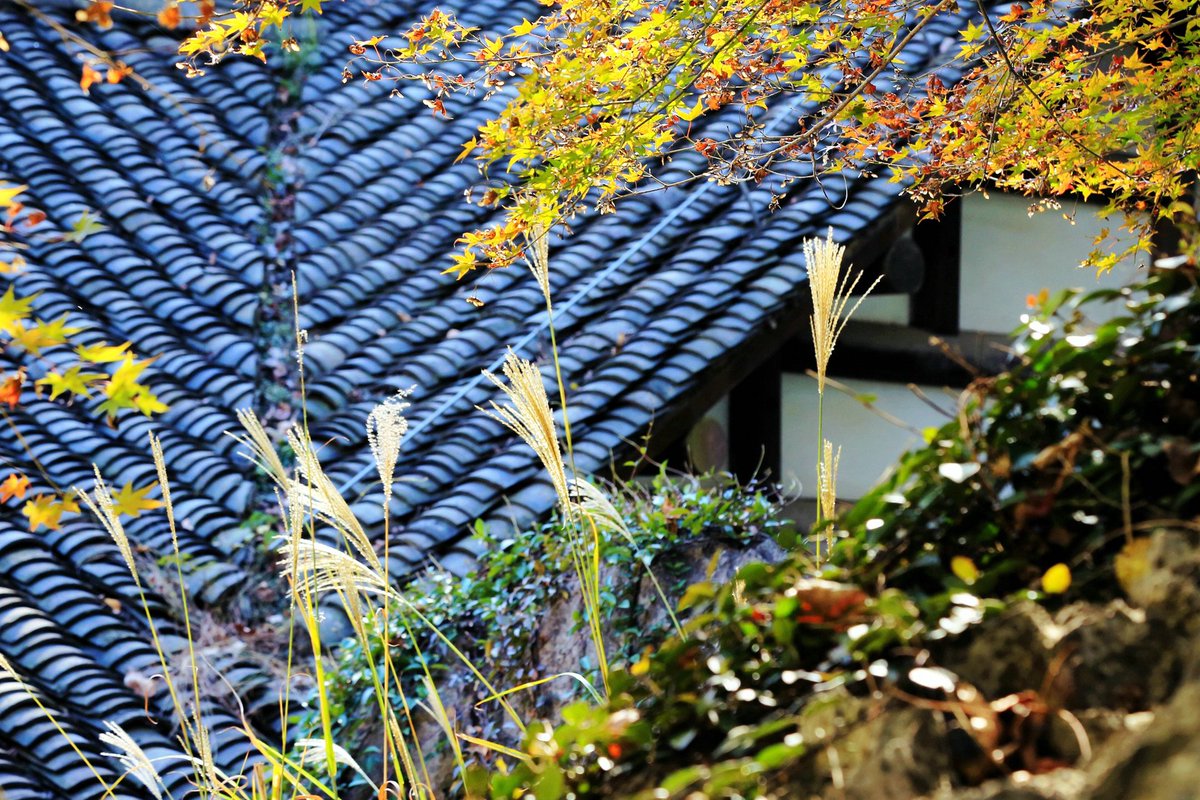 Ty4IYeKxuY92806's tweet photo. Golden autumn breeze, warm sunlight filtering through maple leaves – a perfect cozy afternoon to sip tea and enjoy the crisp season. ， https://t.co/hh86Ru2HHl