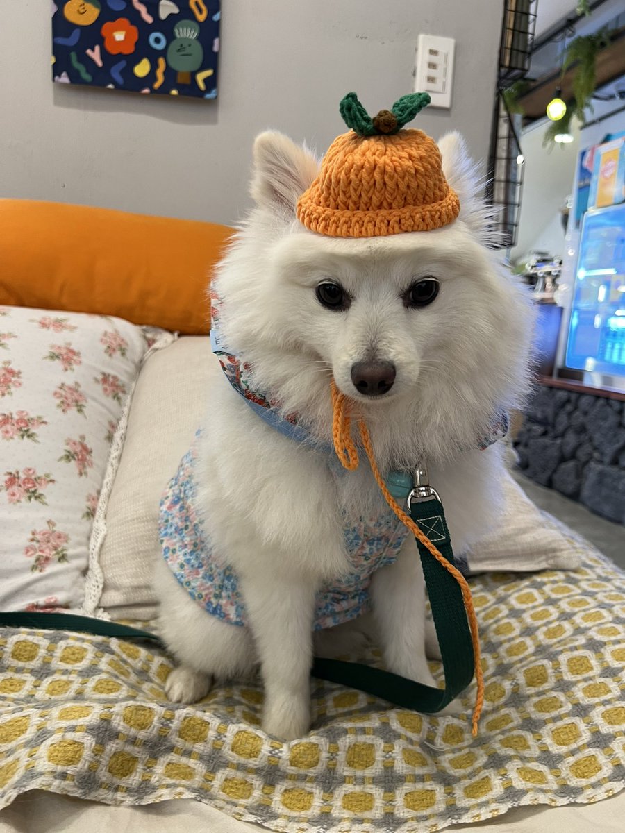 ooll901lloo's tweet photo. 제주도 데리고 가면 ㅋㅋㅋ 여기 어디? 불만 가득한 사진 얻을수 있습니다 ㅋㅋㅋㅋㅋㅋㅋㅋㅋㅋㅋㅋㅋㅋㅋㅋㅋㅋㅋㅋ https://t.co/zBnmOyvHGa