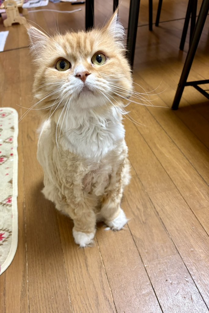 yopich_'s tweet photo. ママ、やりすぎました。 https://t.co/a1JC6jUKZy