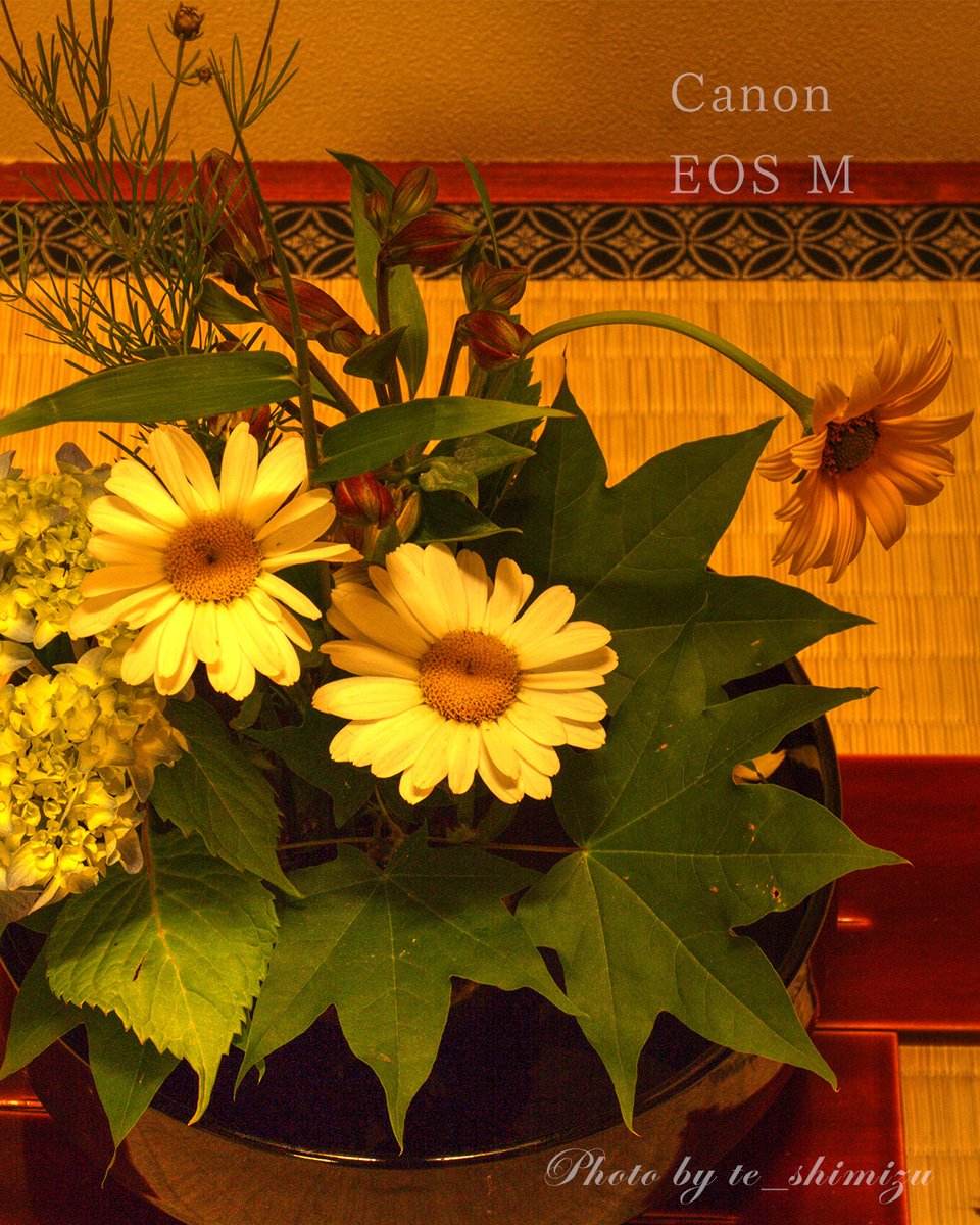 tshimiz33524544's tweet photo. There were flowers arranged in the room where I stayed.
#canon #eos #eosm #キヤノン #風景写真 #streetphotography #トイカメラ #デジタルカメラ #コンデジ #写真好きな人と繋がりたい #キリトリセカイ #ファインダー越しの私の世界 #東京カメラ部 #東京写真部 #ブルスカ写真部 #インスタ写真部 https://t.co/m3ijvrOAXq