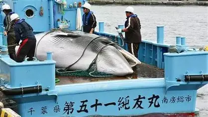 BJqianxiangkeji's tweet photo. @rutasosabu 说到掠夺，你们日本每年非法捕杀鲸鱼，就是对地球资源的最大掠夺。
日本就是地球之癌症。 https://t.co/PZcbVcwRko