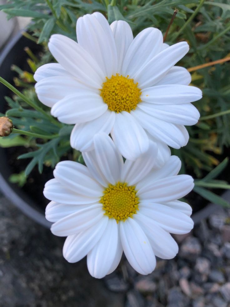 blooming_idea's tweet photo. Which flower would you give to someone to make them smile?🌸🌼 https://t.co/v0LftrkRbk