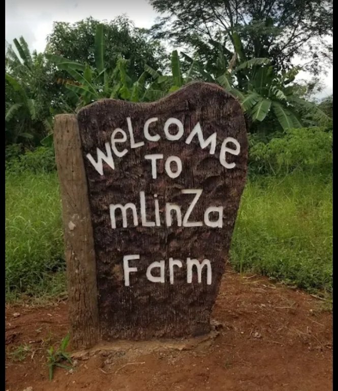 kemigisha777's tweet photo. Ngalo Destinations Tours &amp; Travel @NgaloD98739 presents trip to Mlinza farm on July 19th 2026.
At only Ugx. 150k you will eat till you drop.
Other activities include; team building, farm tour, organic fruits &amp; campfire
Book your slot with;
Wilmart- 0709611349
Elbert- 0755805979 https://t.co/dSXAxJ7PFU