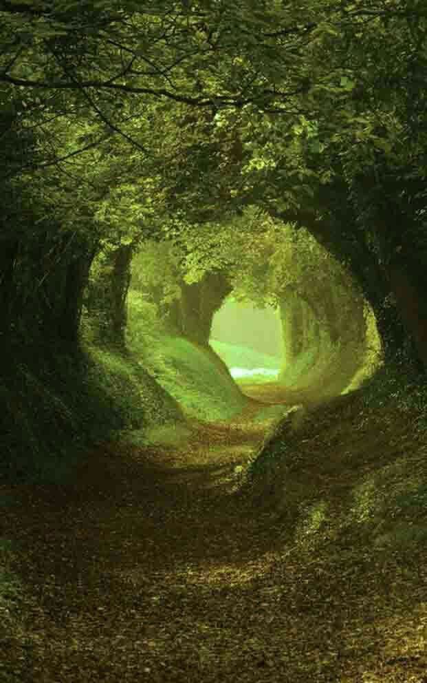 oceanweavee's tweet photo. secret garden https://t.co/Wm0iCjTmUZ
