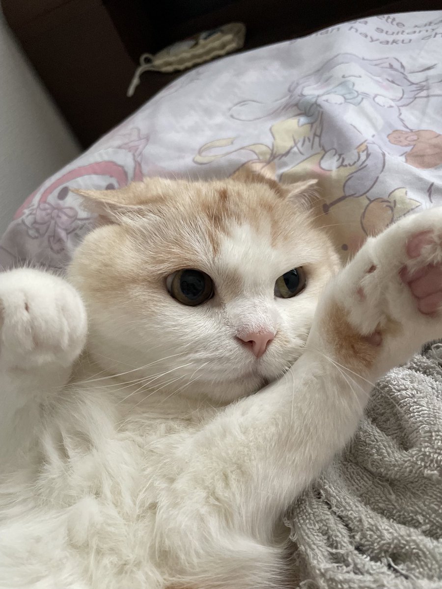 📌𝕏コミュニティ𓃠猫၈集会場𓃠今日のニャンコ🐱