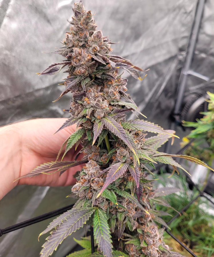 smithleaf420 tweet picture