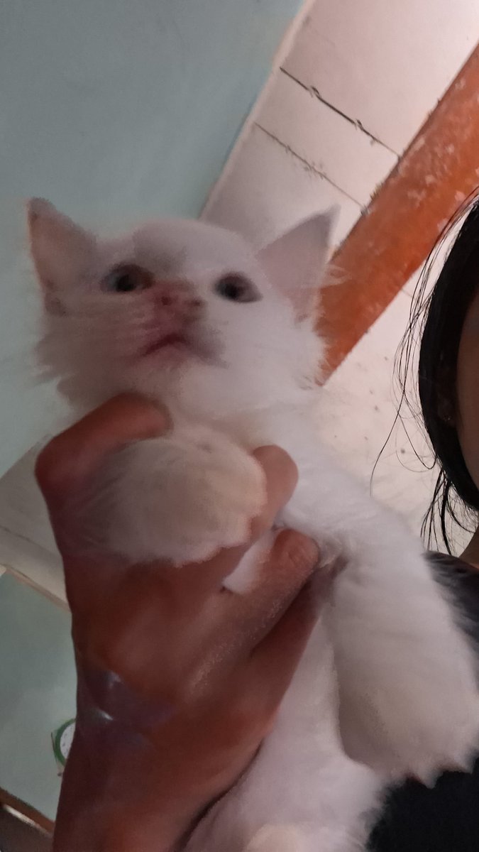 ytklauraa's tweet photo. #Day06l👀king for new #moots

haloo #studytwt #anitwt or maybe #collegetwt aku Laura anak gapyear yg lagi nyari new friend karena jigeum neomu lonely 😔😢 menerima semua kalangan karena ingin punya 1627301634 frens 🫰🏻❣️🫂 (ini ditambahin pict penglaris gemas temanku) https://t.co/gatrLCE6st