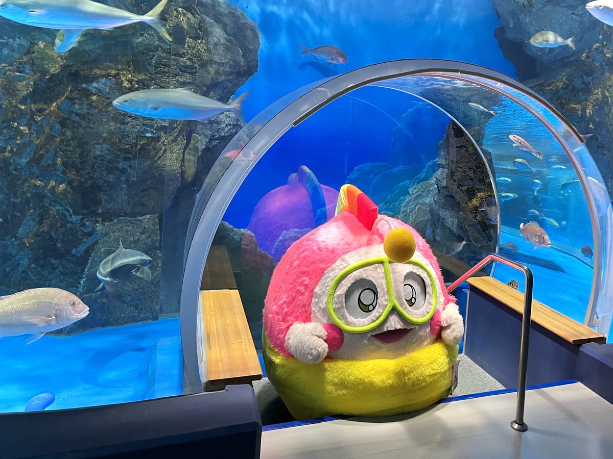 pukumaru2929's tweet photo. 7月2日『半夏生（はんげしょう）』
関西地方を中心に行われる、田植えを終えた農家さんが豊作を祈願してタコを食べる日プク。「稲の根がタコの足のようにしっかりと大地に張り付くように」という願いが込められていますプク〜

今度のとじま水族館ちゃんに上陸した時、タコちゃんと記念撮影するプク！ https://t.co/Z4xGAIlZOe