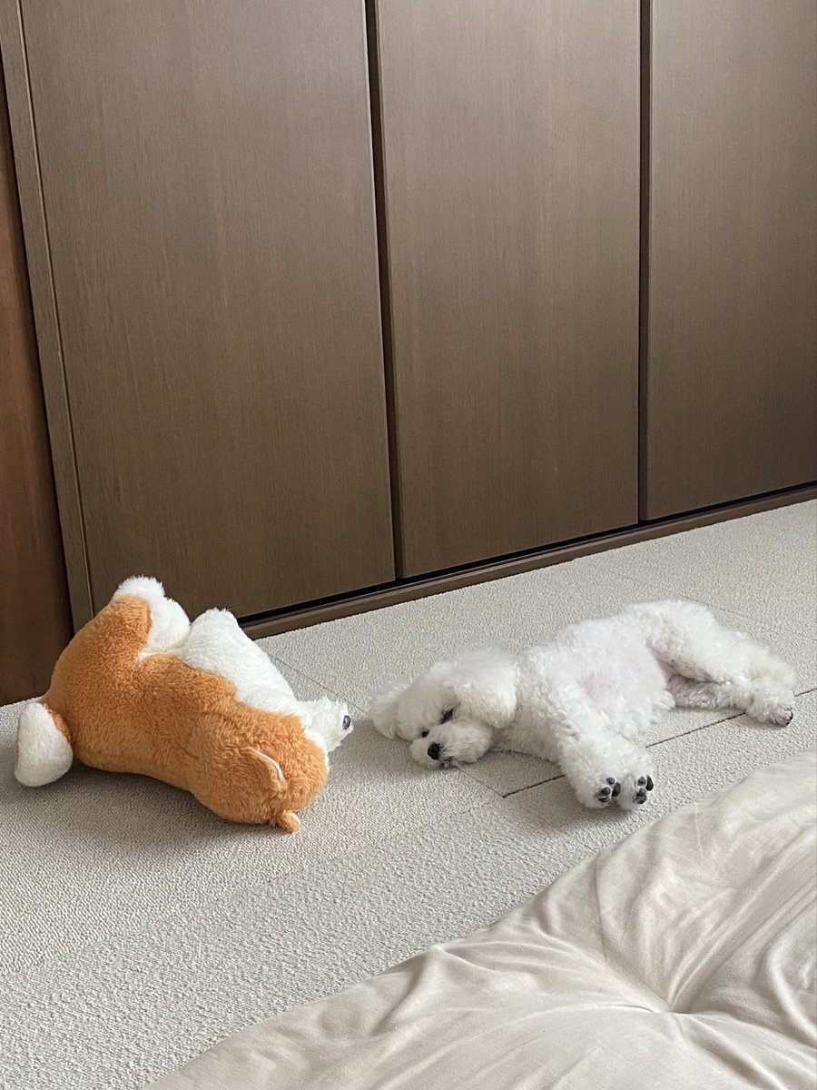 _tsumaranasou's tweet photo. お昼寝会議中💭
#トイプードル #toypoodle #つまらなそうな犬 https://t.co/ghpIj96gWD