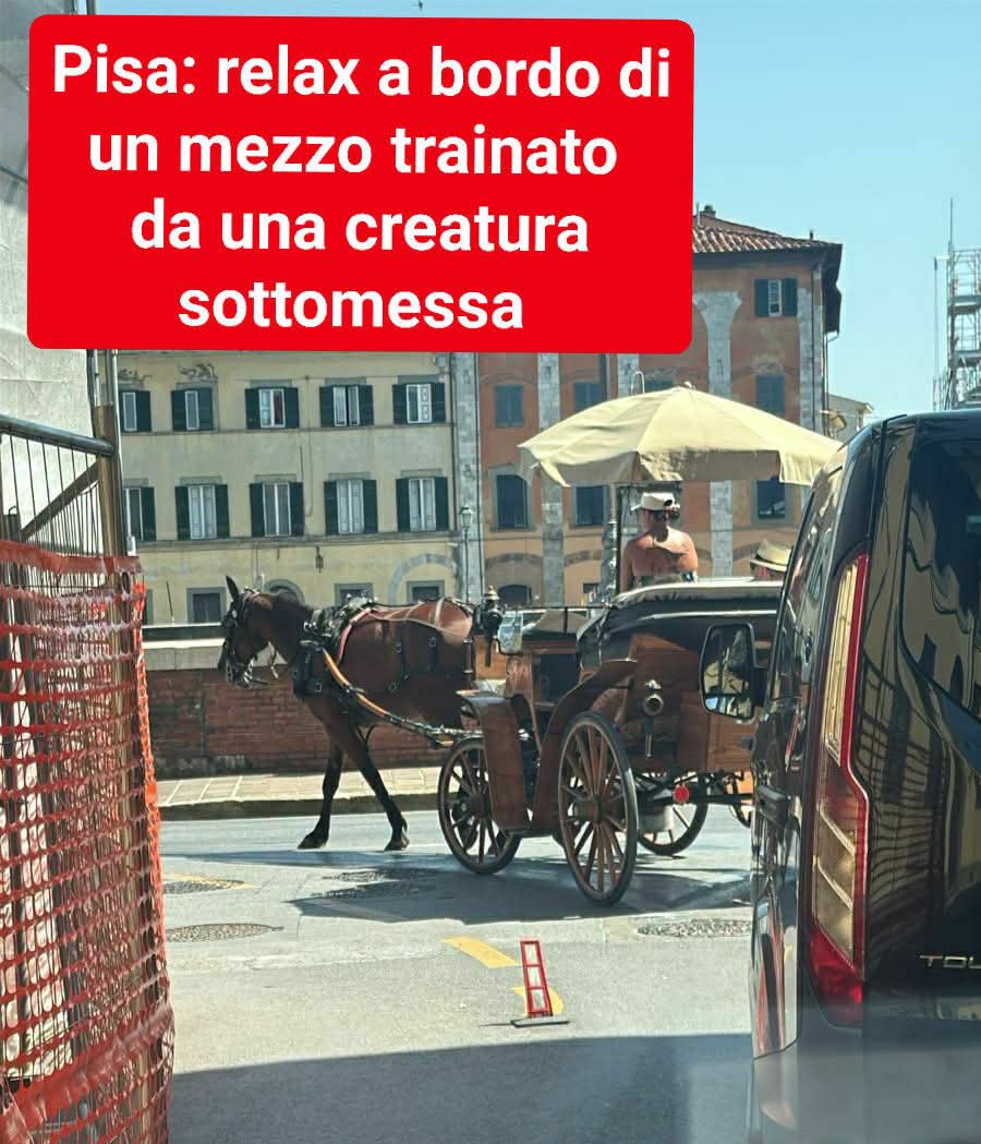 MariaRo85819362's tweet photo. 🔴 CAVALLI USATI COME FORZA MOTRICE PER CARROZZE TURISTICHE SOTTO AL SOLE 🔴
Lasciamo che siano deserti i divanetti sopra questi mezzi, e coloro che campano letteralmente sulla schiena dei cavalli dovranno trovarsi un altro lavoro. 
Qualcuno lo ha già fatto. https://t.co/5Z2MvKmUbG