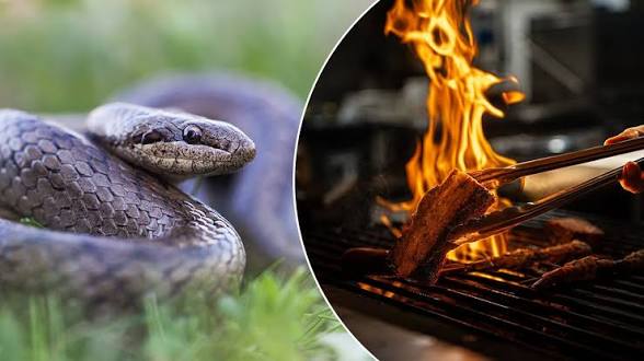 RobertMaslak's tweet photo. Na krakowskim Zakrzówku imprezowicze wrzucili na grill gniewosza plamistego, ściśle chroniony gatunek węża. Miasto likwiduje strefę grillową w tym miejscu. 
Dzięki ogromnej pracy wielu aktywistów siedlisko tego rzadkiego gatunku udało się uratować przed zabudową. Teren miał służyć ochronie przyrody i rekreacji. Od dłuższego czasu pojawiały się skargi na zaśmiecanie i niszczenie infrastruktury w tym miejscu. Służby poinformowała mieszkanka przedstawiając zdjęcia zabitego zwierzęcia. Na razie brak informacji o działaniach policji w tej sprawie - mamy tu do czynienia z drastycznym łamaniem prawa.

Fot. za TVP Info.