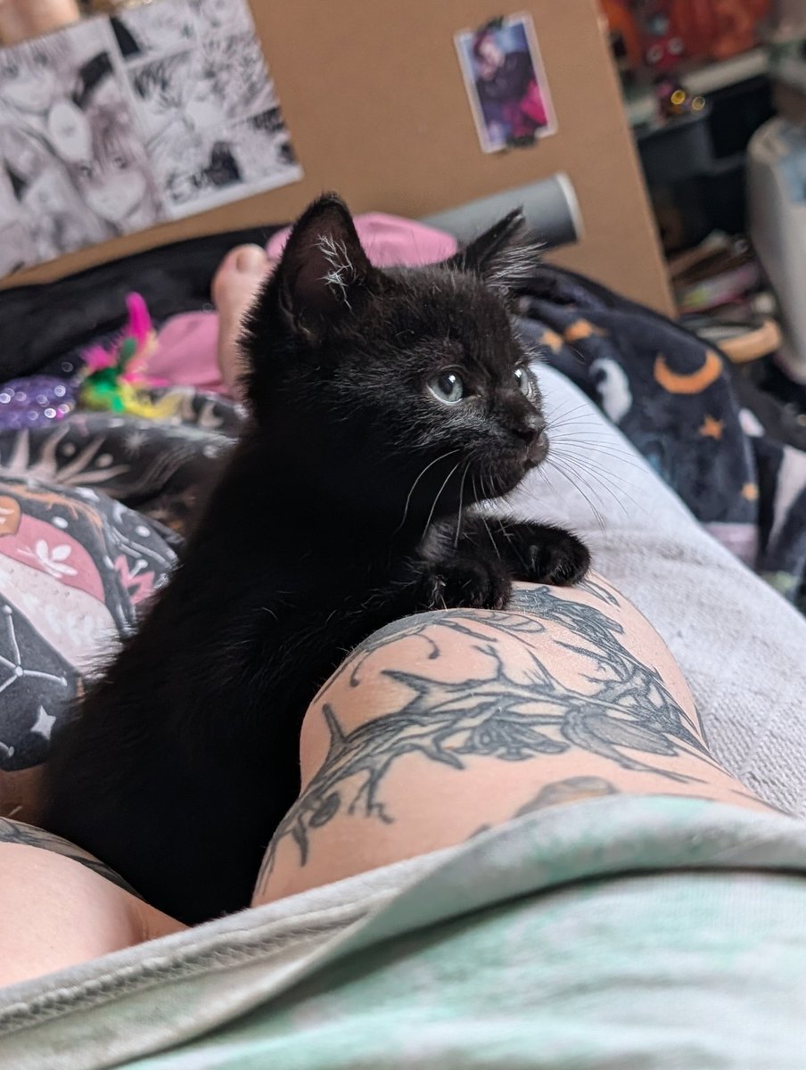lulakun's tweet photo. My newest Addition.. baby Hades 🖤🐈‍⬛ https://t.co/mLdDlbQJZA