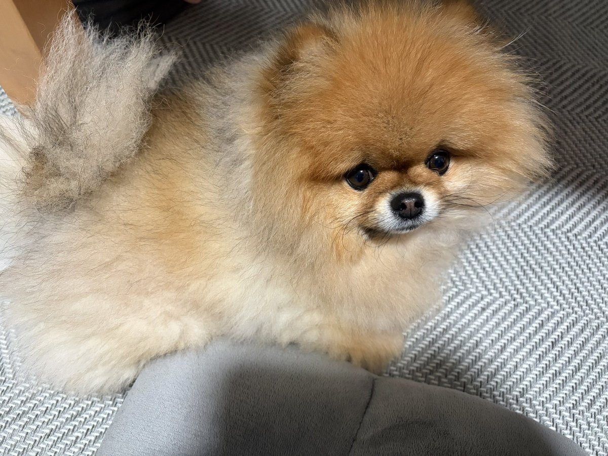 maru11o9's tweet photo. 名前呼んだら顔あげてくれた🥺

 #pomeranian   #ポメラニアン https://t.co/eojsVbGzuc