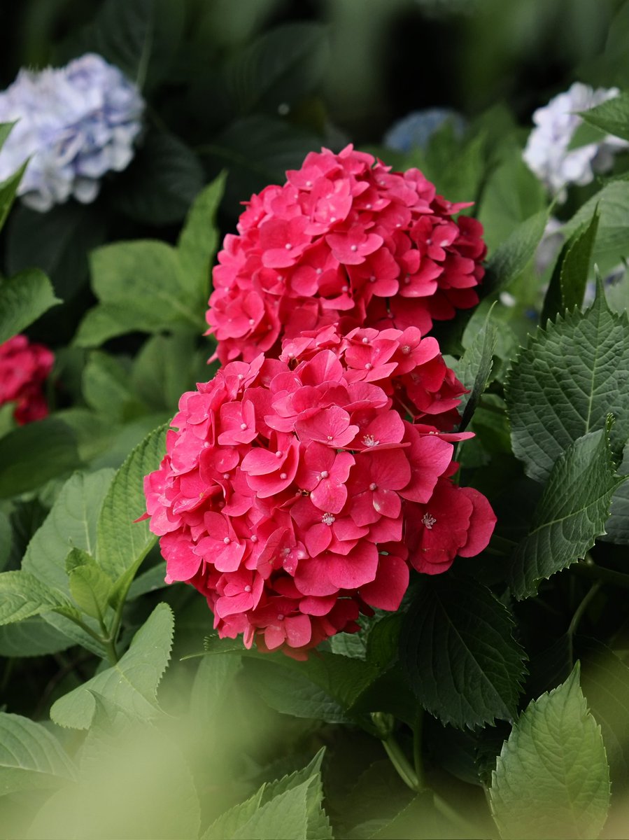 R245820661's tweet photo. サステナ京都の赤い紫陽花

#ファインダー越しの私の世界 
#キリトリセカイ
#omsystem https://t.co/WW7uwZXBgE