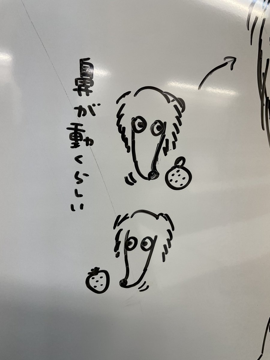 AkariYamanishi's tweet photo. 今の私はボルゾイに夢中🫶
東京でもたまーーーーに見かけるけど
すらっとしてて品があってかっこいい！✨ https://t.co/72rME9aUVU