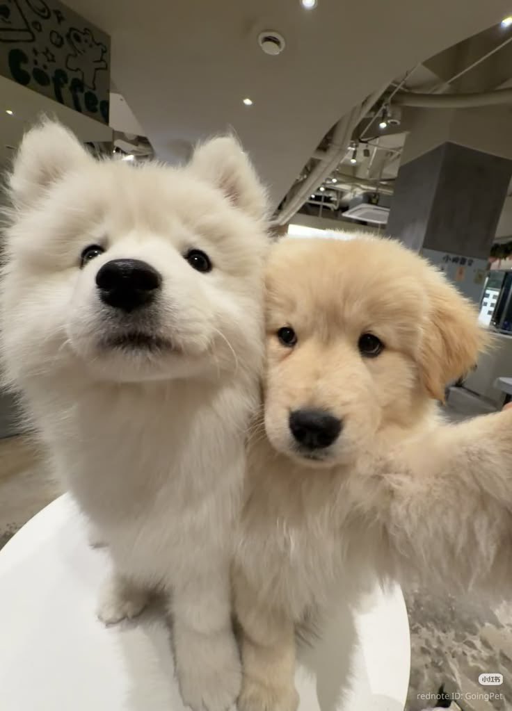 Reindeer. 🐶ྀི tweet media